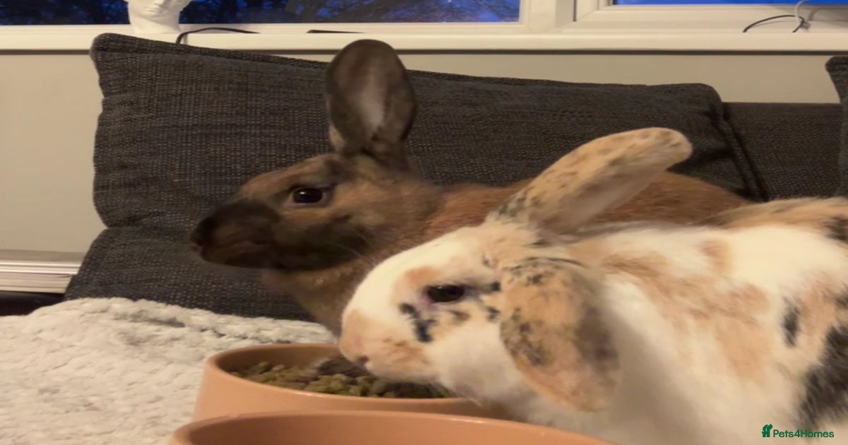 2 Female Rabbits for sale in Salisbury | Pets4Homes