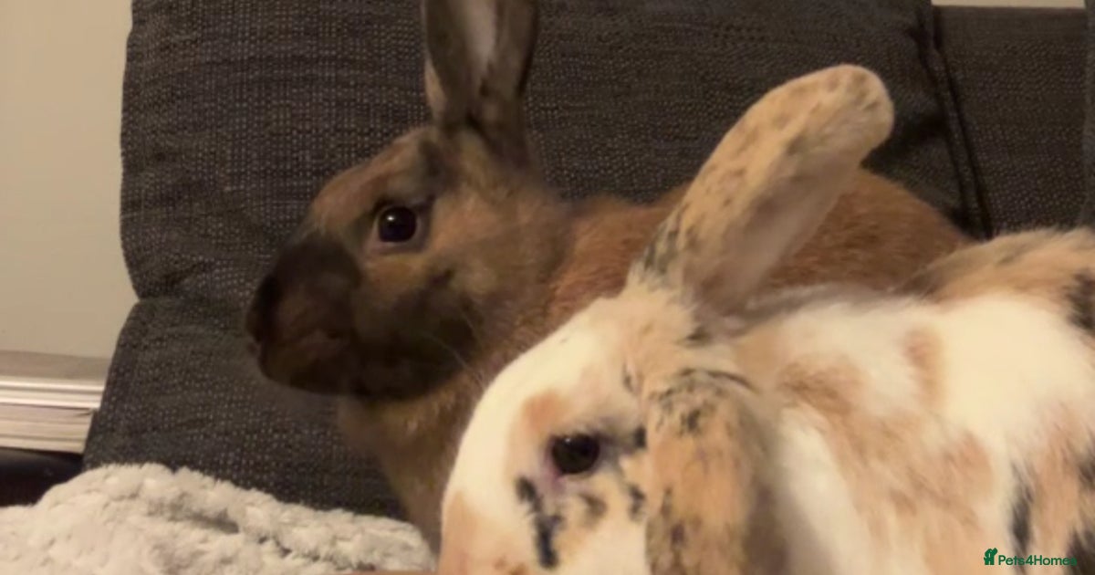 2 Female Rabbits for sale in Salisbury | Pets4Homes
