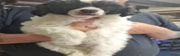 Chinese Crested dogs for sale: RKC registered Chinese crested  in Sutton-in-Ashfield - Advert 5