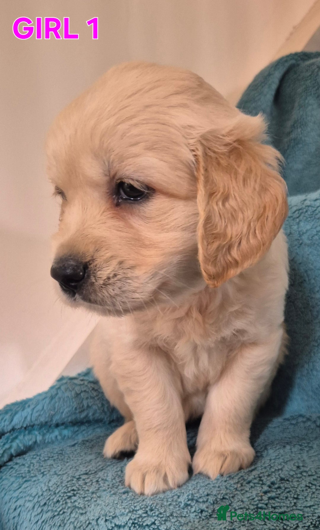 Golden Retriever dogs for sale: Show type Golden Retrievers health tested parents - Image 26