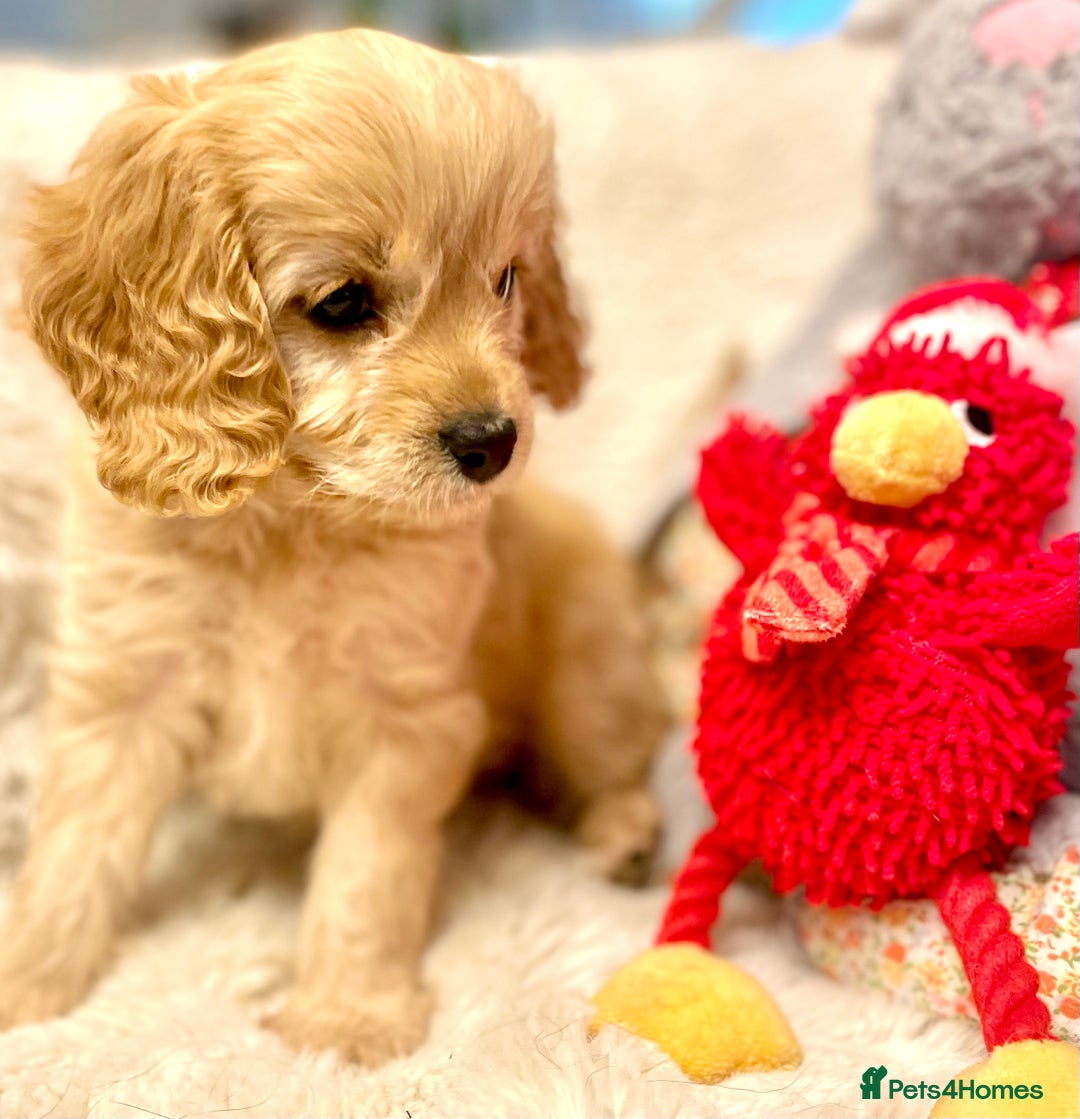Cavapoo dogs for sale: F1 Cavapoo - Advert 12