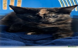 Mixed Breed cats for sale: Beautiful Persian x Russian blue kitten - Image 1