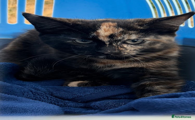 Mixed Breed cats - Advert 3