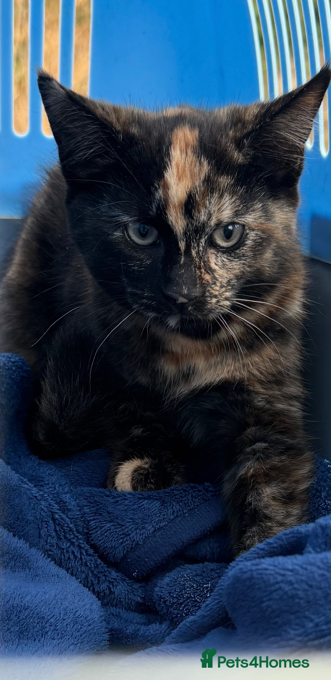 Mixed Breed cats for sale: Beautiful Persian x Russian blue kitten - Image 1