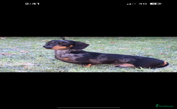 Miniature Dachshund dogs - Advert 4