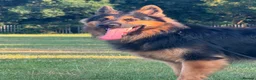 German Shepherd dogs for stud: Axel, German Shepherd🐾 - Advert 2