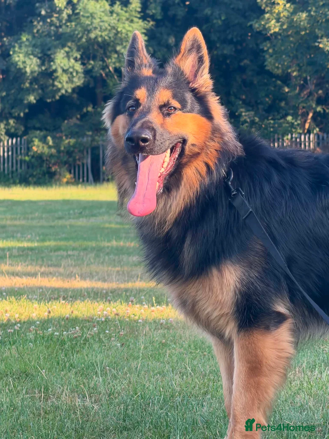 German Shepherd dogs for stud: Axel, German Shepherd🐾 - Advert 2