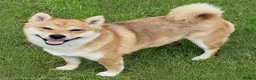 Japanese Shiba Inu dogs for sale: I am looking for a new home, Japanese Shiba Inu  - Advert 1