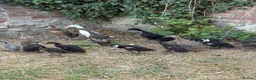 Ducks poultry for sale: Pure running ducklings - Advert 3
