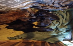 Mixed Breed dogs for sale: Presa canario cross golden labrador - Image 12