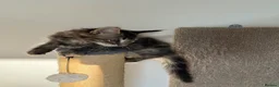 Maine Coon cats for sale: Maine coon cross kittens - Advert 4