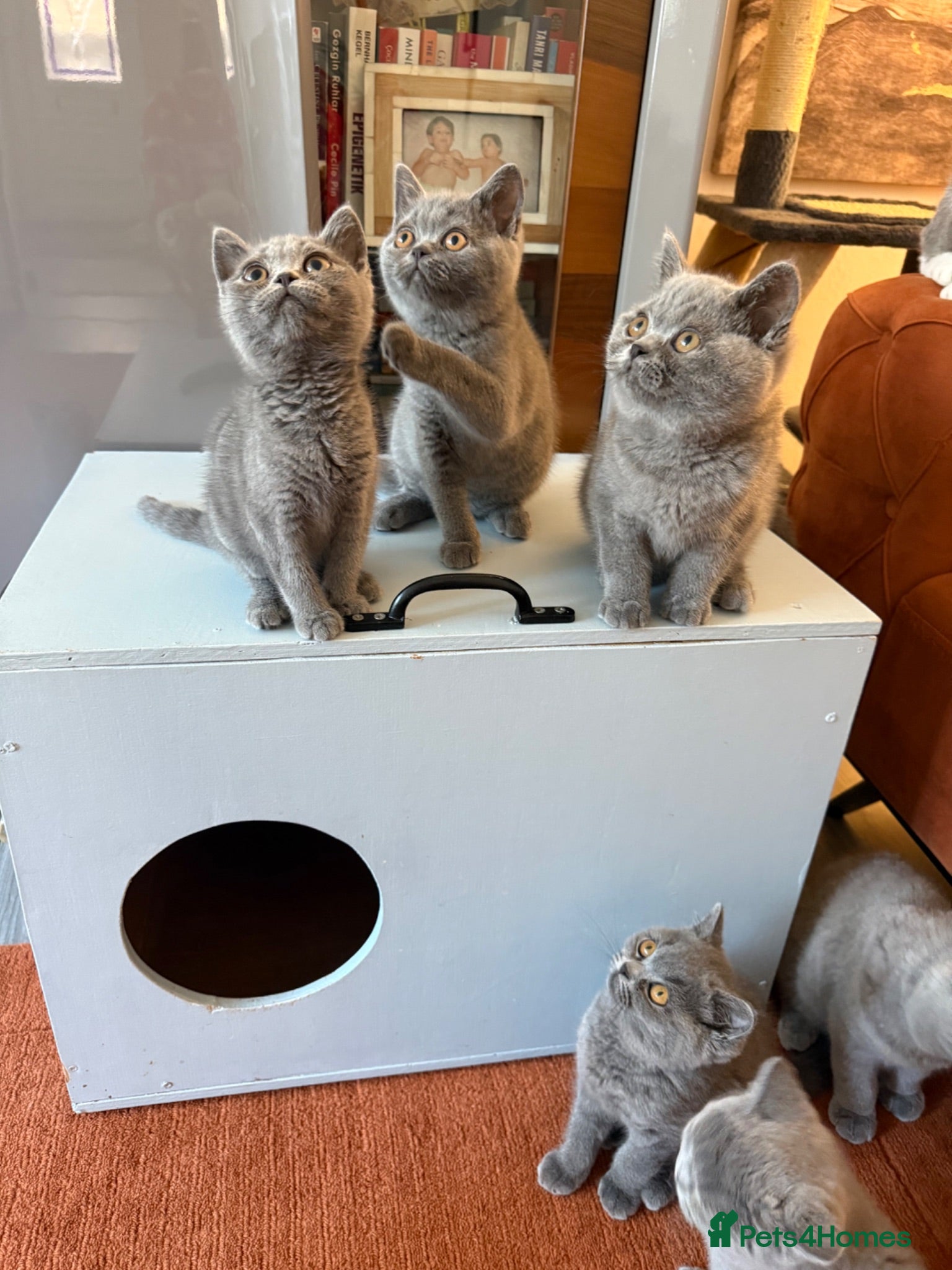 British Shorthair cats Ready to leave pedigree BSH kittens - Advert 1