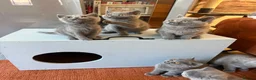 British Shorthair cats for sale: Ready to leave pedigree BSH kittens - Advert 1