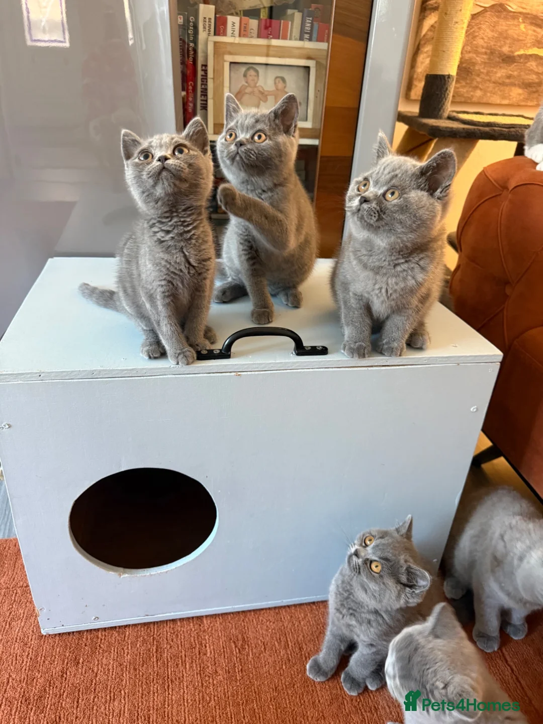 British Shorthair cats for sale: Ready to leave pedigree BSH kittens - Advert 1