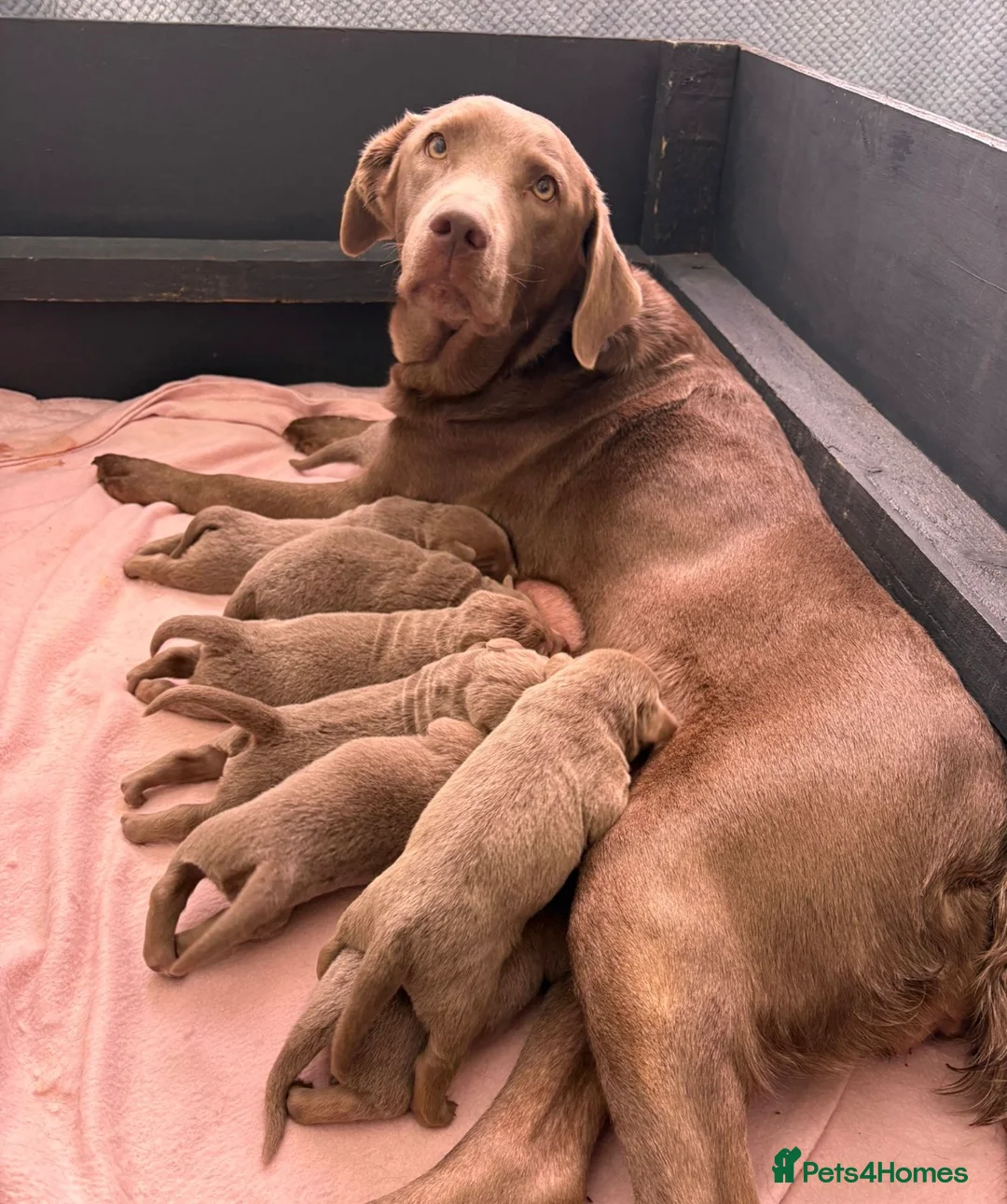 Labrador Retriever dogs for sale: 🌟Silver Labrador Puppies🌟 - Advert 1