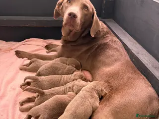 Labrador Retriever dogs 🌟Silver Labrador Puppies🌟 - Advert 1
