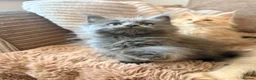 Maine Coon cats for sale: Tica registered mainecoon kittens (some polys)  - Advert 6