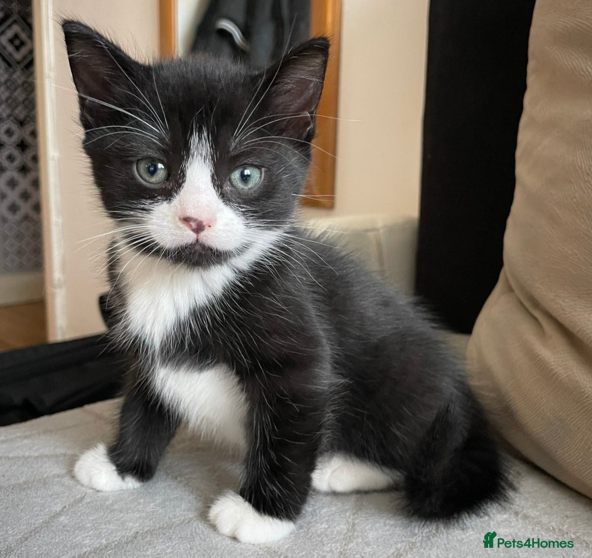 Mixed Breed cats Cute boy for sale 🩵🩵🩵 - Advert 1