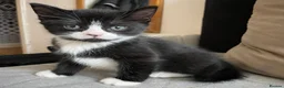 Mixed Breed cats for sale: Cute boy for sale 🩵🩵🩵 - Advert 1