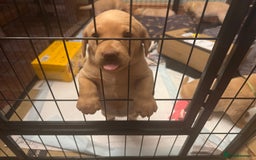 Labrador Retriever dogs for sale: 6 Pedigree Fox Red Labrador Puppies - Image 23