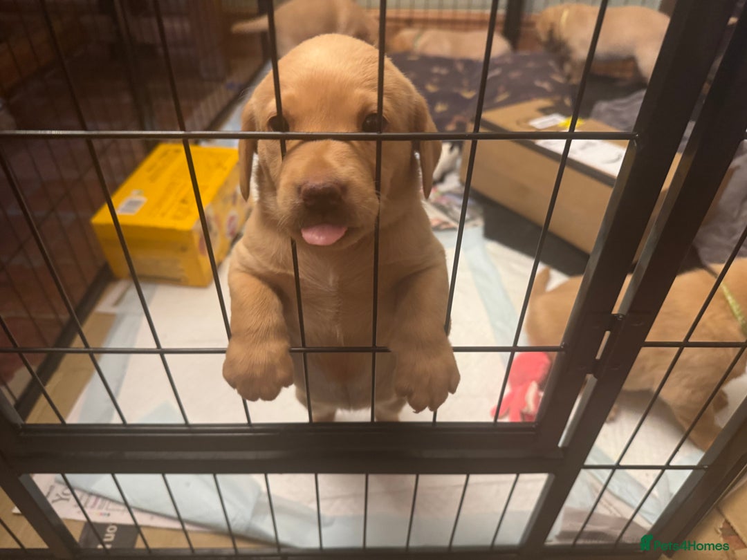 Labrador Retriever dogs for sale: 6 Pedigree Fox Red Labrador Puppies - Image 23