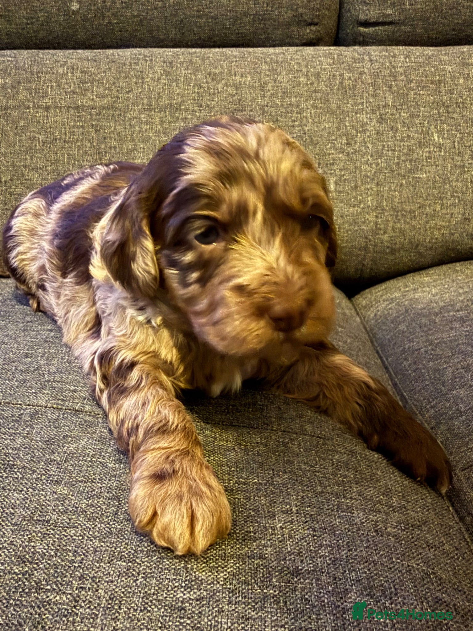 Australian Labradoodle dogs AUSTRALIAN LABRADOODLE  - Advert 4