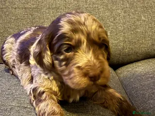 Australian Labradoodle dogs AUSTRALIAN LABRADOODLE - Advert 2