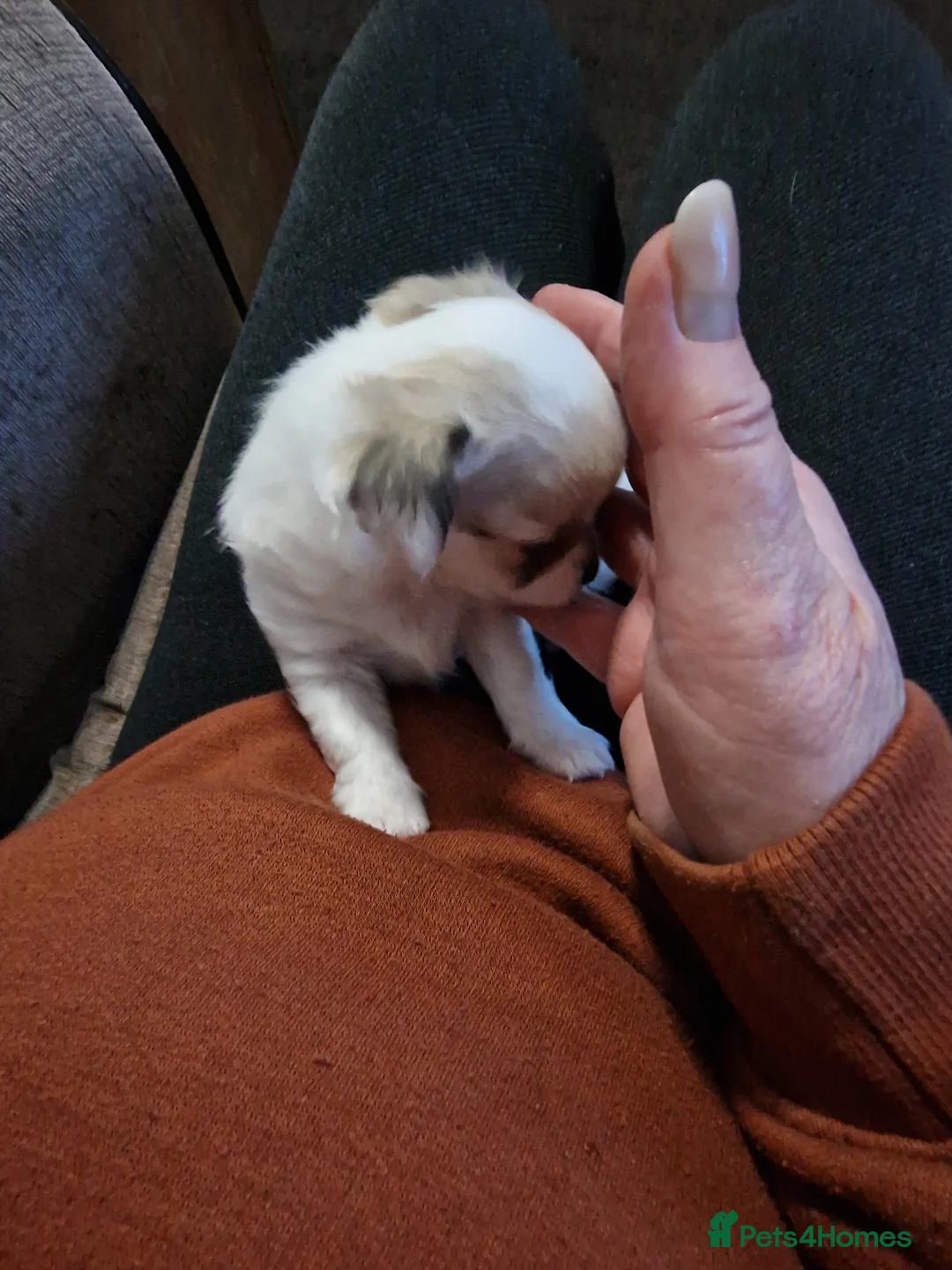Chihuahua dogs for sale: Chihuahua boy puppy long hair - Advert 3