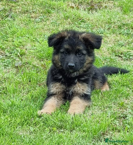 German Shepherd dogs - Advert 7