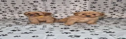 Cavapoo dogs for sale: Dna Health Tested F1 Cavapoo puppies - Advert 7