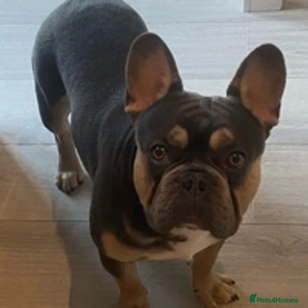 French Bulldog dogs for stud: BRUCE in Sheffield - Advert 2