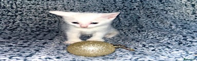 Turkish Angora Kitten 2
