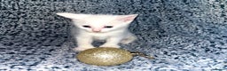 Turkish Angora cats for sale: X2 Turkish Angora Kittens - ready to leave! - Advert 6