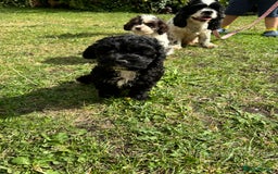 Cockapoo dogs for sale: AMERICAN COCKAPOO PUPPIES FOR SALE  - Image 10
