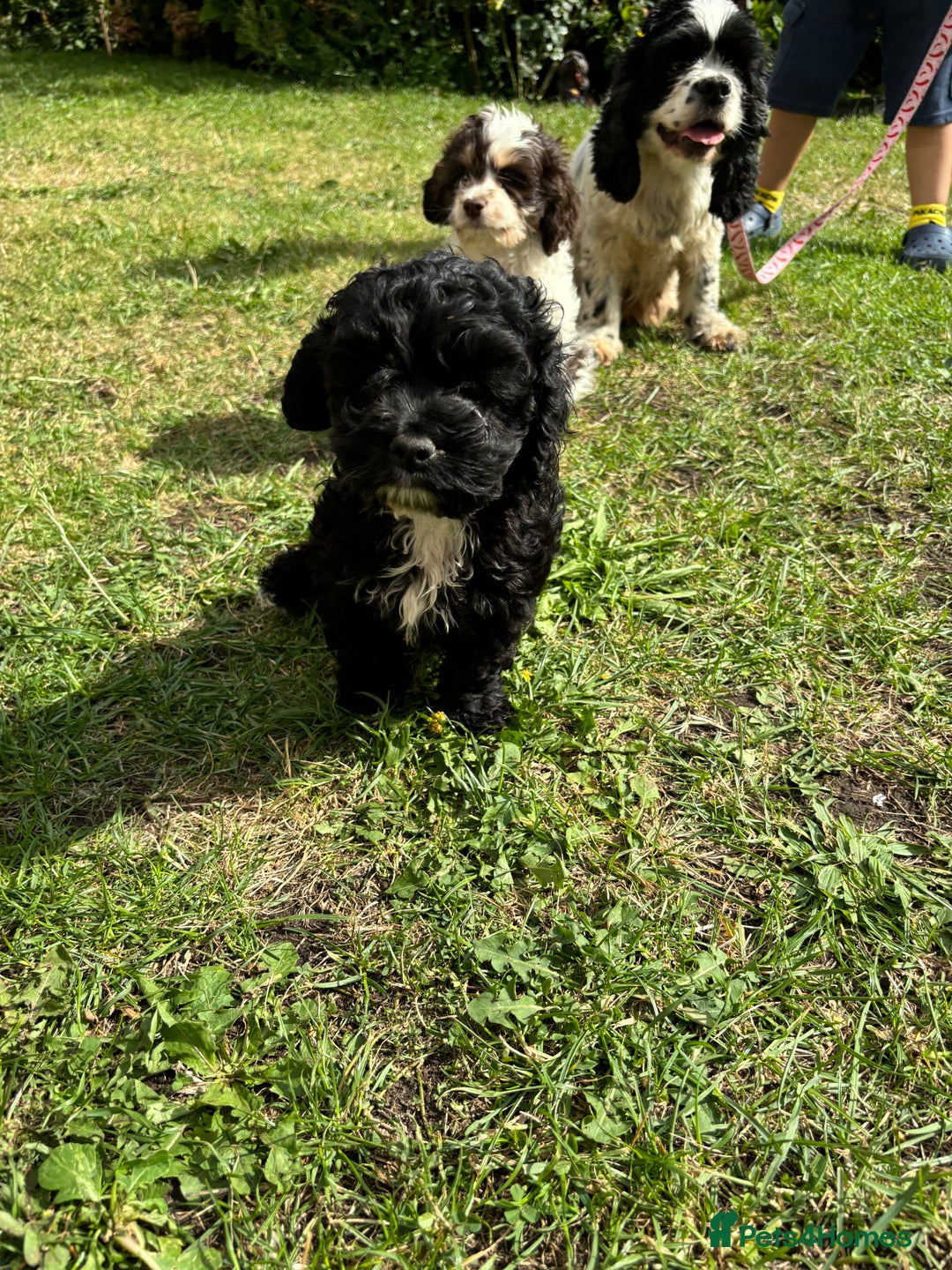 Cockapoo dogs for sale: AMERICAN COCKAPOO PUPPIES FOR SALE  - Image 10