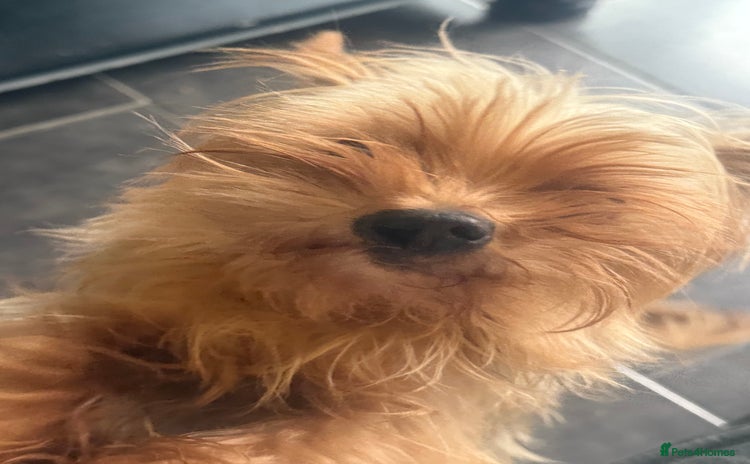 Yorkshire Terrier dogs Ruby bundle of mischief - Advert 1