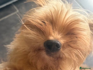 Yorkshire Terrier dogs Ruby bundle of mischief - Advert 2