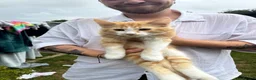 Mixed Breed cats for sale: Ginger and white male kittens in Canterbury - Advert 2