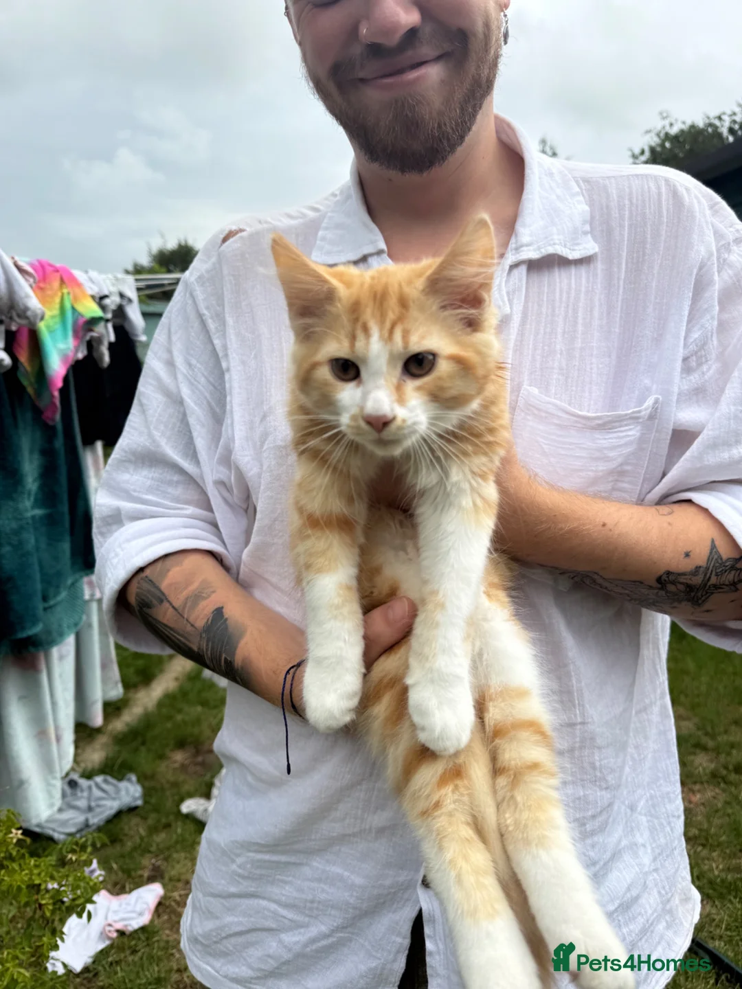Mixed Breed cats for sale: Ginger and white male kittens in Canterbury - Advert 2