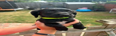 Sprocker 7