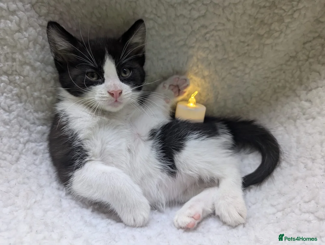 Mixed Breed cats for sale: Very playful,  healthy and happy kittens - Advert 11