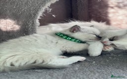 Ragdoll cats for sale: Tortie, Lynx, Chimera pure ragdoll girls - Image 11