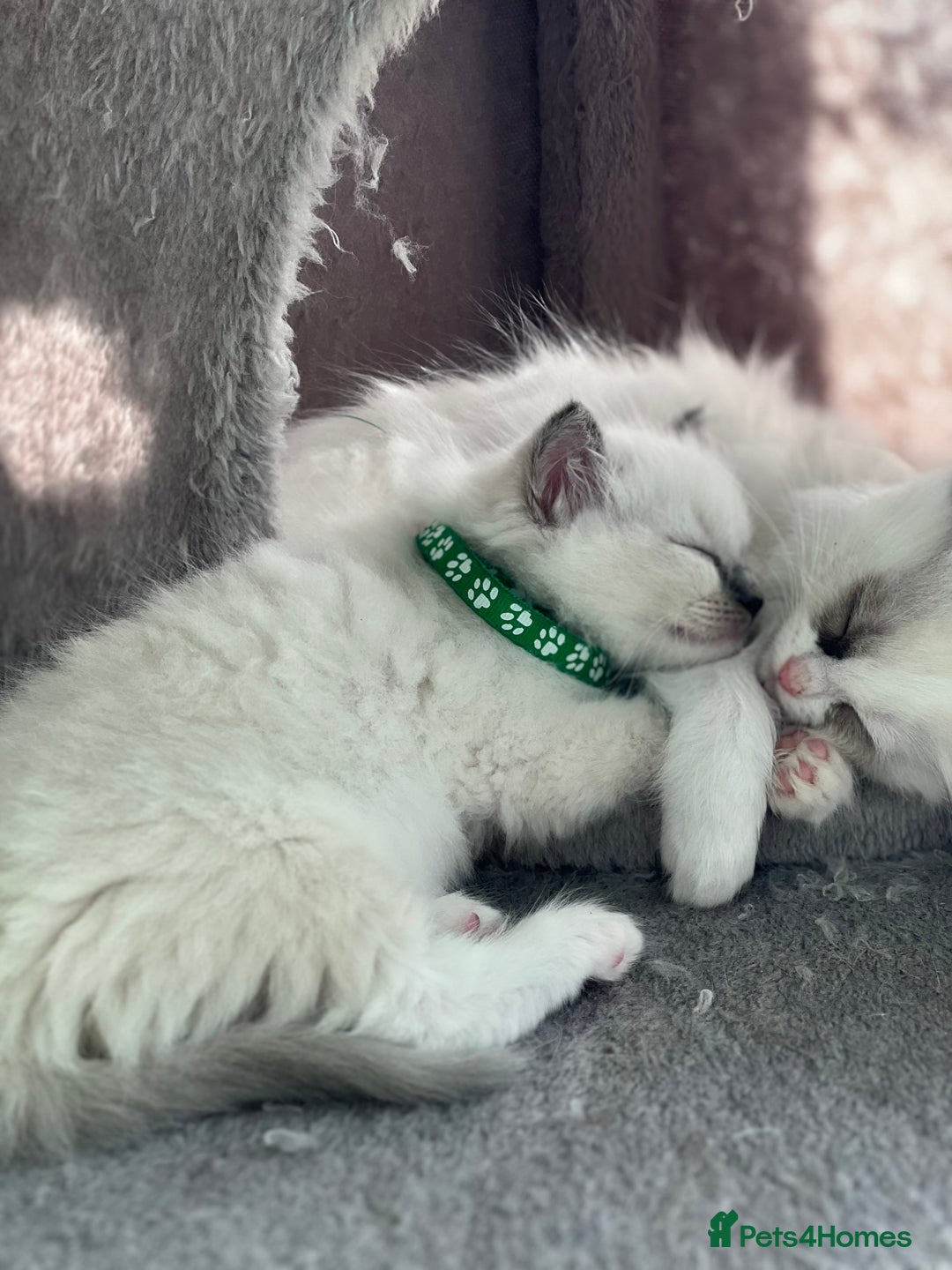 Ragdoll cats for sale: Tortie, Lynx, Chimera pure ragdoll girls - Image 11