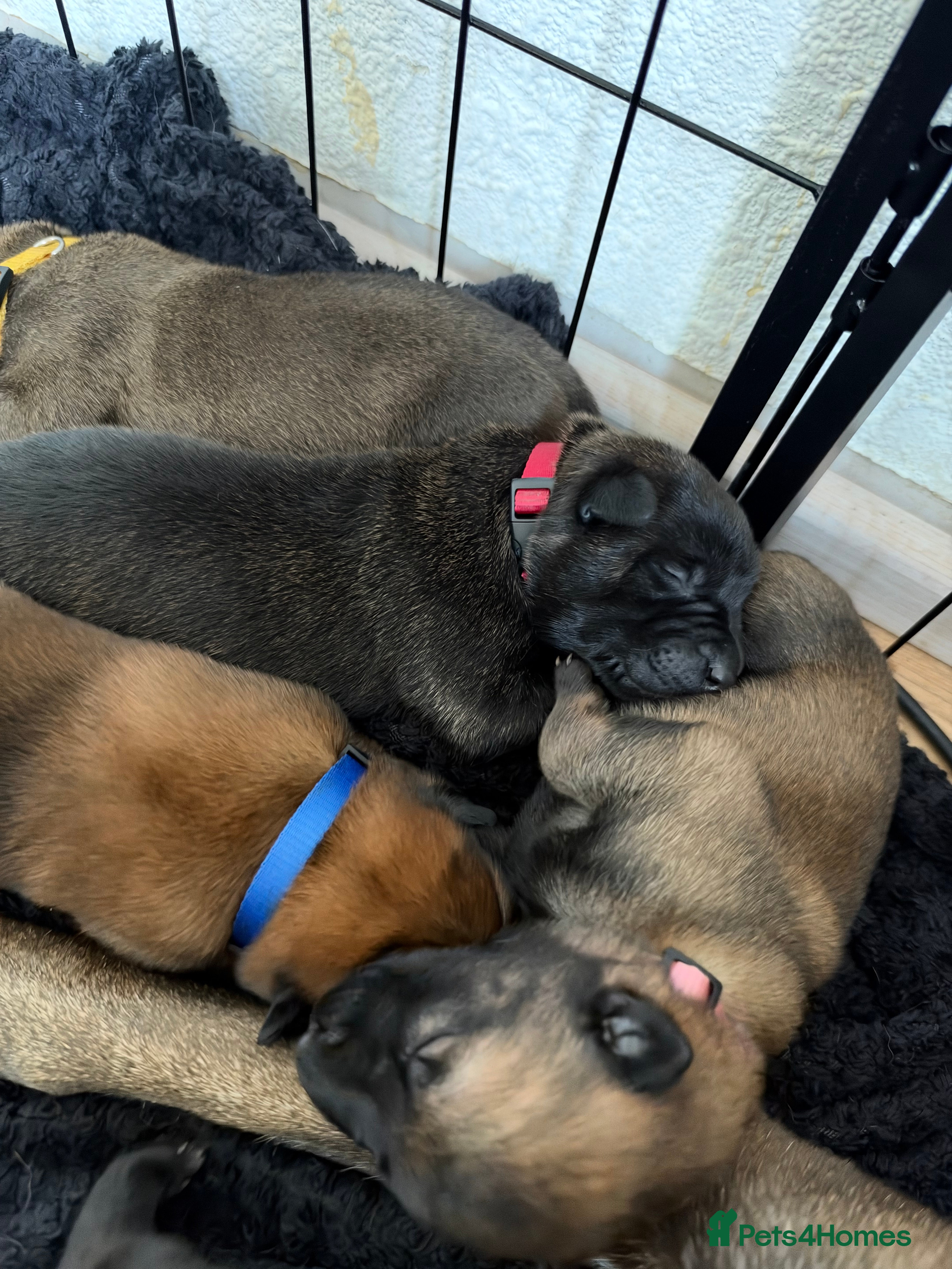 Belgian Shepherd Dog dogs for sale: Health tested dark stable but able Malinois  - Advert 2