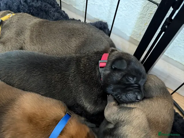 Belgian Shepherd Dog dogs for sale: Health tested dark stable but able Malinois - Advert 2