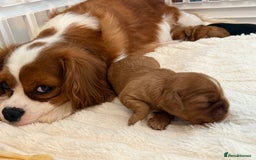 Cavalier King Charles Spaniel dogs for sale: Cavalier King Charles  - Image 23