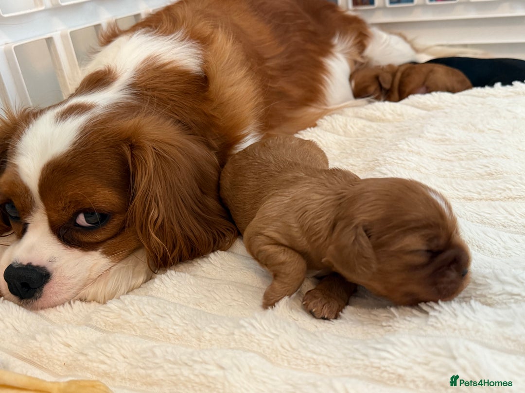 Cavalier King Charles Spaniel dogs for sale: Cavalier King Charles  - Image 23