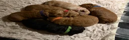 Labradoodle dogs for sale: Miniature labradoodle puppies  - Advert 4