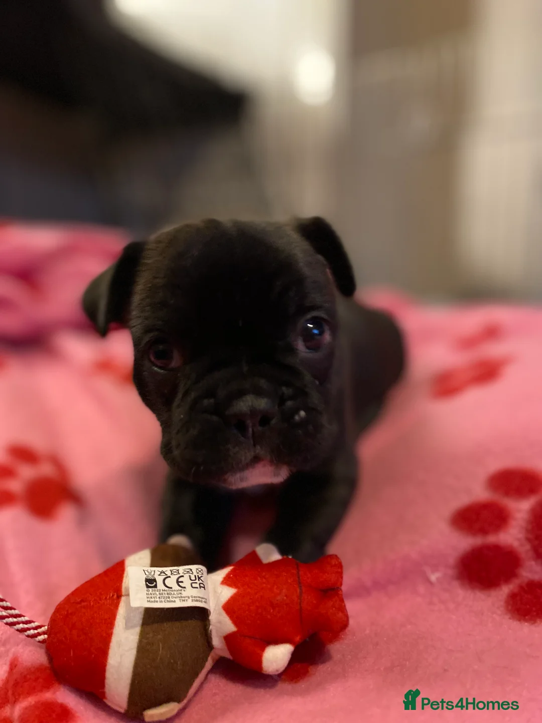 French Bulldog dogs for sale: 3 French bulldog puppies  - Advert 5