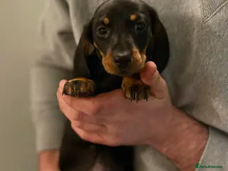 Miniature Dachshund dogs Miniature dachshund - Advert 5